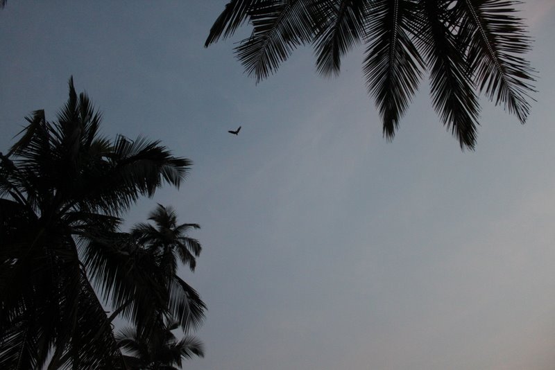 India 2010 - Kerala - Kannur - Costa Malabari - Sunset